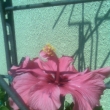 Rov ibiek na balkon