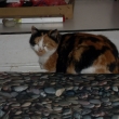Mia-nen nad pohodlko