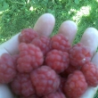 Babiiny maliny-mam, mam-moc dobr