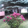 R��ov� zat��� se st��brn�m smrkem