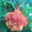 Rov begonie